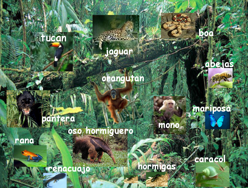 Bosque Tropical Humedo O Selva Humeda